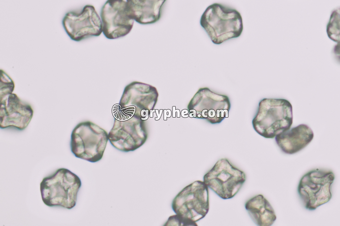 Pollen Aulne x200 - gryphea.com